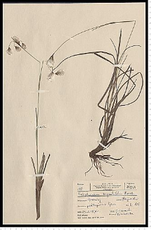 Eriophorum angustifolium Honck.
