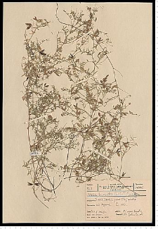 Vicia hirsuta (L.) S. F. Gray