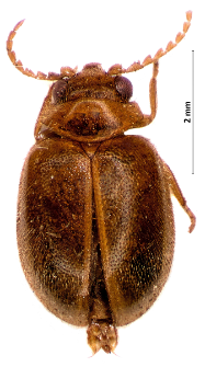 Prionocyphon serricornis (Müller, 1821)