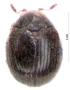 Simplocaria semistriata (Fabricius, 1794)