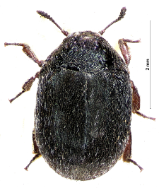 Morychus aeneus (Fabricius, 1775)