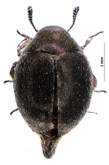 Lamprobyrrhulus nitidus (Schaller, 1783)