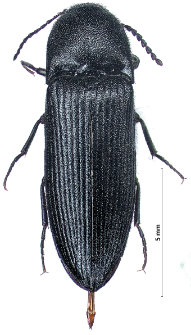 Ampedus aethiops (Lacordaire, 1835)