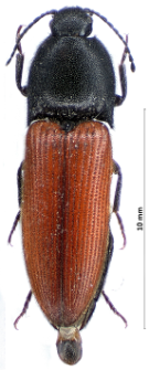 Ampedus cardinalis (Schiødte, 1865)