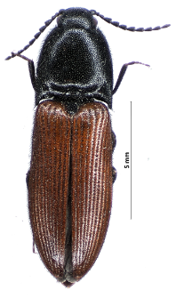 Ampedus hjorti (Rye, 1905)