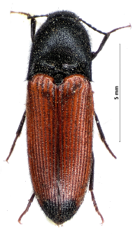 Ampedus praeustus (Fabricius, 1792)