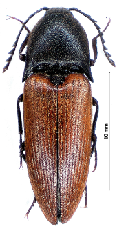 Elater ferrugineus Linnaeus, 1758