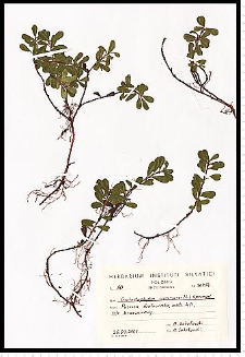 Arctostaphylos uva-ursi (L.) Spreng.