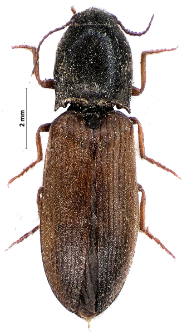 Agriotes ustulatus (Schaller, 1783)