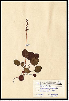 Pyrola minor L.