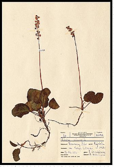 Pyrola minor L.