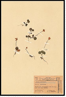 Moneses uniflora (L.) A. Gray