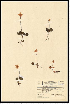 Moneses uniflora (L.) A. Gray