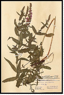 Lythrum salicaria L.