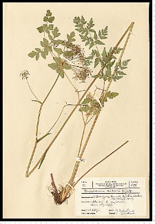 Peucedanum cervaria (L.) Lapeyr.