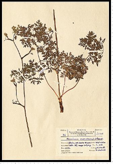 Peucedanum oreoselinum (L.) Moench