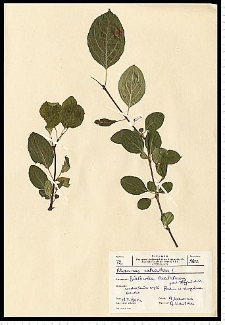 Rhamnus catharticus L.