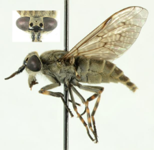 Haematopota pluvialis (Linnaeus, 1758)