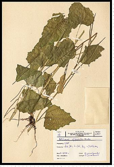 Alliaria petiolata (M. Bieb.) Cavara & Grande