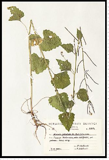 Alliaria petiolata (M. Bieb.) Cavara & Grande