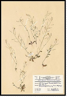 Arabidopsis thaliana (L.) Heynh.