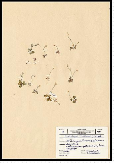 Arabidopsis thaliana (L.) Heynh.