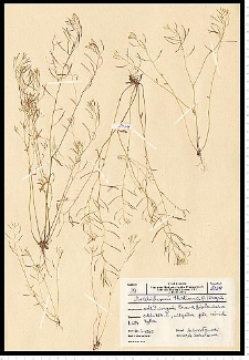 Arabidopsis thaliana (L.) Heynh.