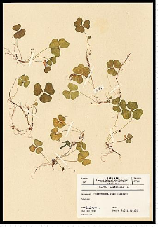 Oxalis acetosella L.