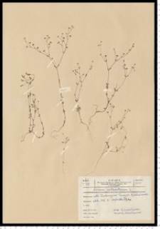 Linum catharticum L.
