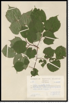 Tilia cordata Mill.