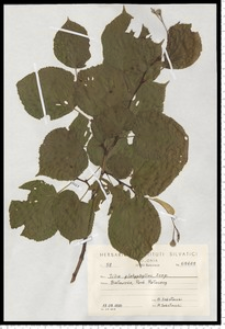 Tilia platyphyllos Scop.