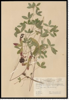 Trifolium medium L.