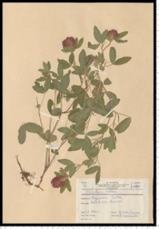 Trifolium medium L.