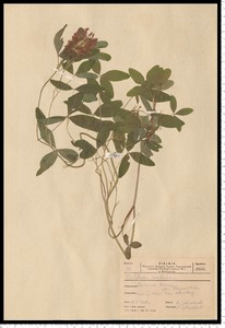 Trifolium medium L.