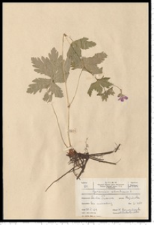 Geranium sylvaticum L.