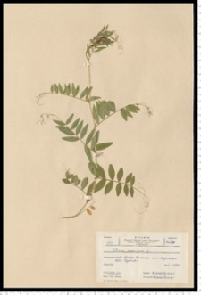 Vicia sepium L.