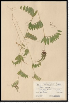 Vicia sepium L.