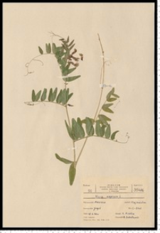 Vicia sepium L.