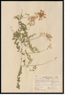 Vicia sylvatica L.
