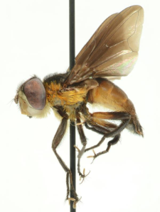 Phasia hemiptera (Fabricius, 1794)