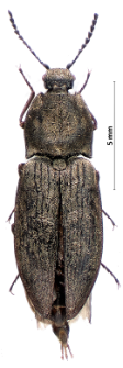 Prosternon tessellatum (Linnaeus, 1758)