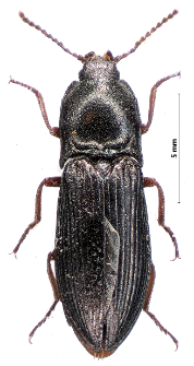 Selatosomus aeneus (Linnaeus, 1758)