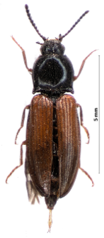Calambus bipustulatus (Linnaeus, 1767)
