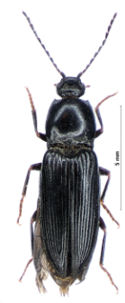 Dicronychus cinereus (Herbst, 1784)