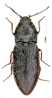 Paracardiophorus musculus (Erichson, 1840)