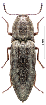 Cidnopus pilosus (Leske, 1785)