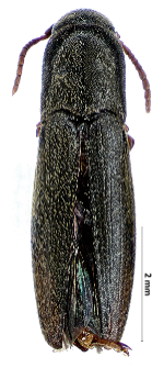 Nematodes filum (Fabricius, 1801)