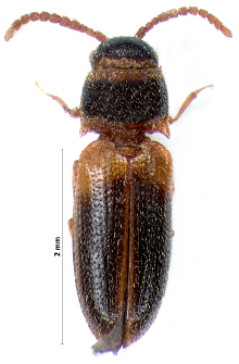 Xylophilus testaceus (Herbst, 1806)