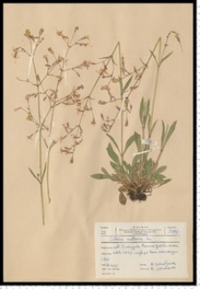 Silene nutans L.