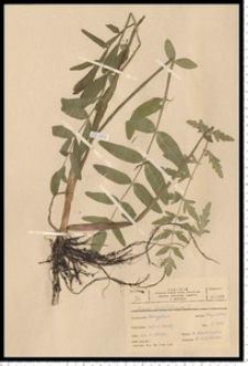 Sium latifolium L.